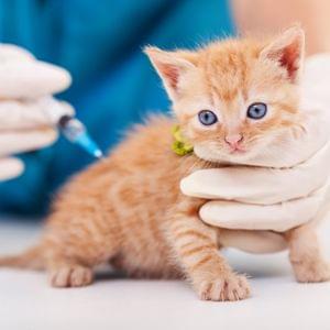 Anti-virus vaccination for cats