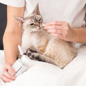 Worm treatment for cats (Pills)