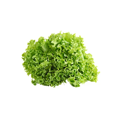Livegreen Lettuce Green Ice Organic