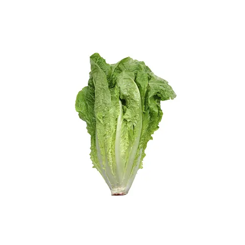 Livegreen Lettuce Romaine Organic