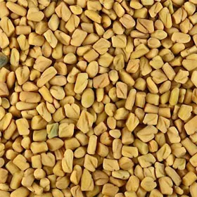 Fenugreek
