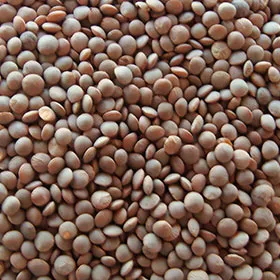 Masoor-Lentil