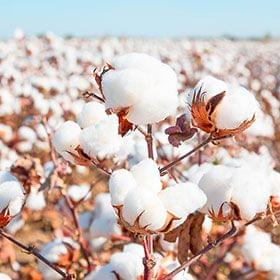 Cotton
