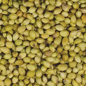Coriander