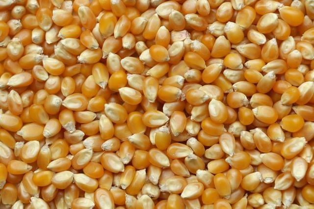 Maize