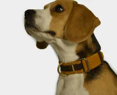 Skin Friendly Corduroy Dog Collar