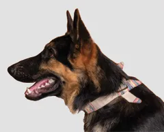Handloom Cotton Party Bowtie Dog Collar - Playful