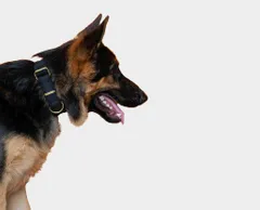 Skin Friendly Corduroy Dog Collar