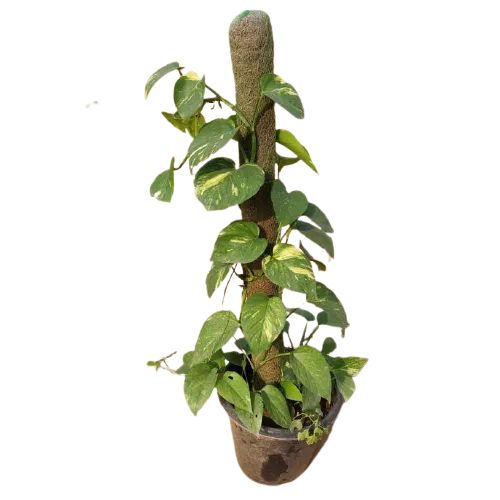 Money Plant (~3 feet) With Moss-Stick in 10 Plastic Pot