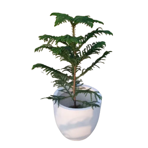 Araucaria / Christmas Tree (~3 feet) in 12 Inch Classic White Powder Coated Fiberglass Planter