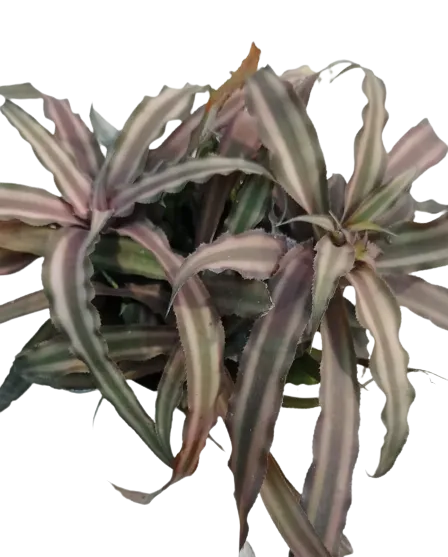 Bromeliad in 6 Inch Plastic Pot