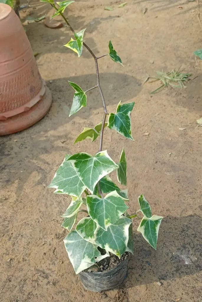 English Ivy in 4 Inch Plastic Bag
