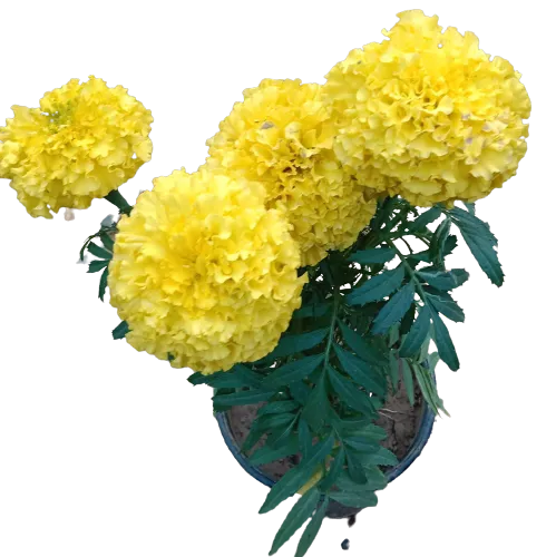 Set of 3 Marigold Large Bloom in 6 Inch Nursery Pot