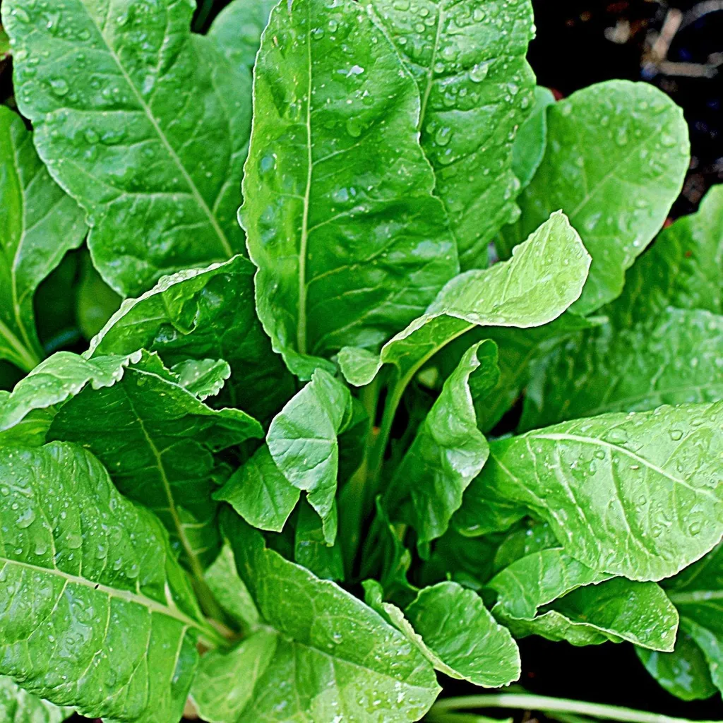 Spinach (Palak) Seeds - Excellent Germination