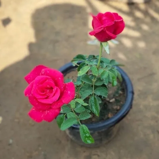 Dark Pink Rose in 6 Inch Plastic Pot
