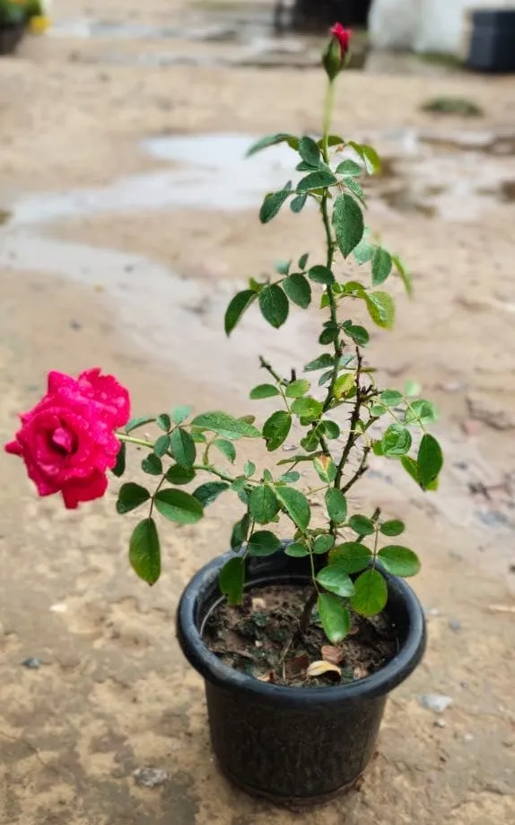 Dark Pink Rose in 6 Inch Plastic Pot
