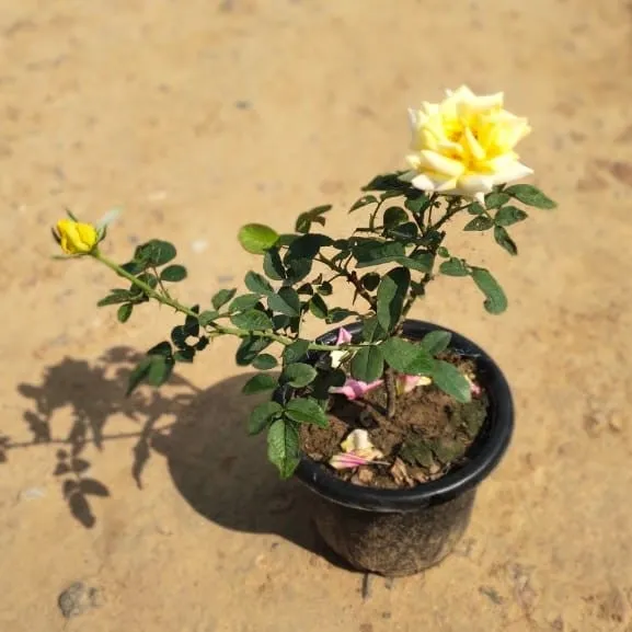 Yellow Rose in 6 Inch Plastic Pot