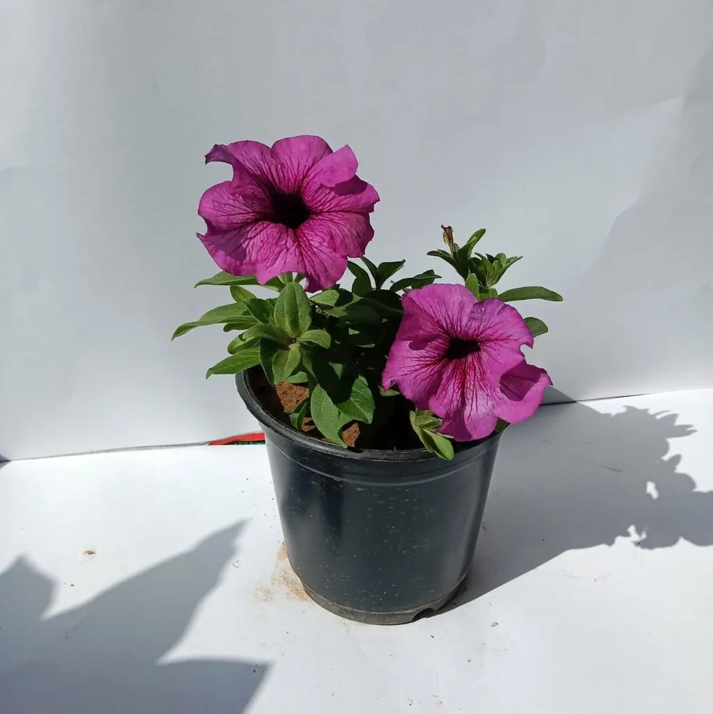 Petunia Plant (any colour) in 6 Inch Plastic Pot