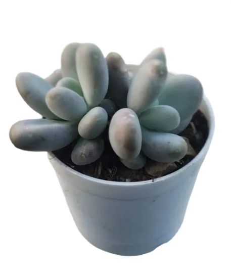 Rare Succulent in 3 Inch Plastic Pot