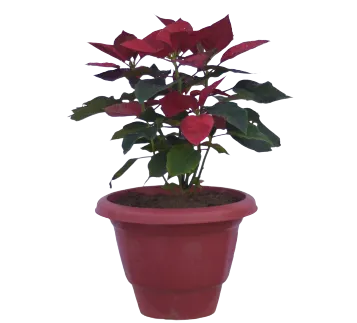 Red Poinsettia / Christmas Flower in 10 Inch Planter