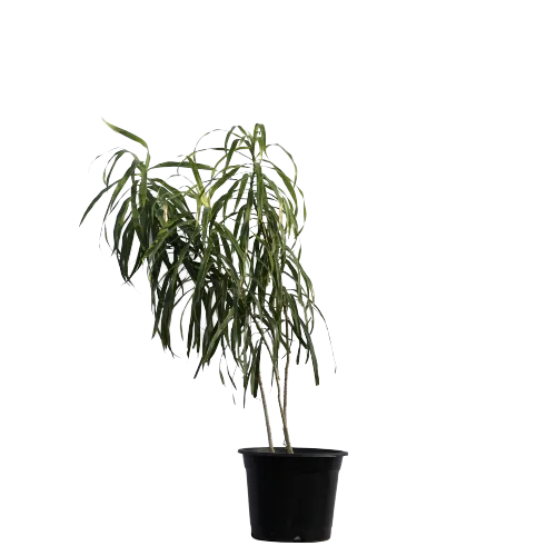 Dracaena Big - Narrow Leaf in 10 Inch Planter