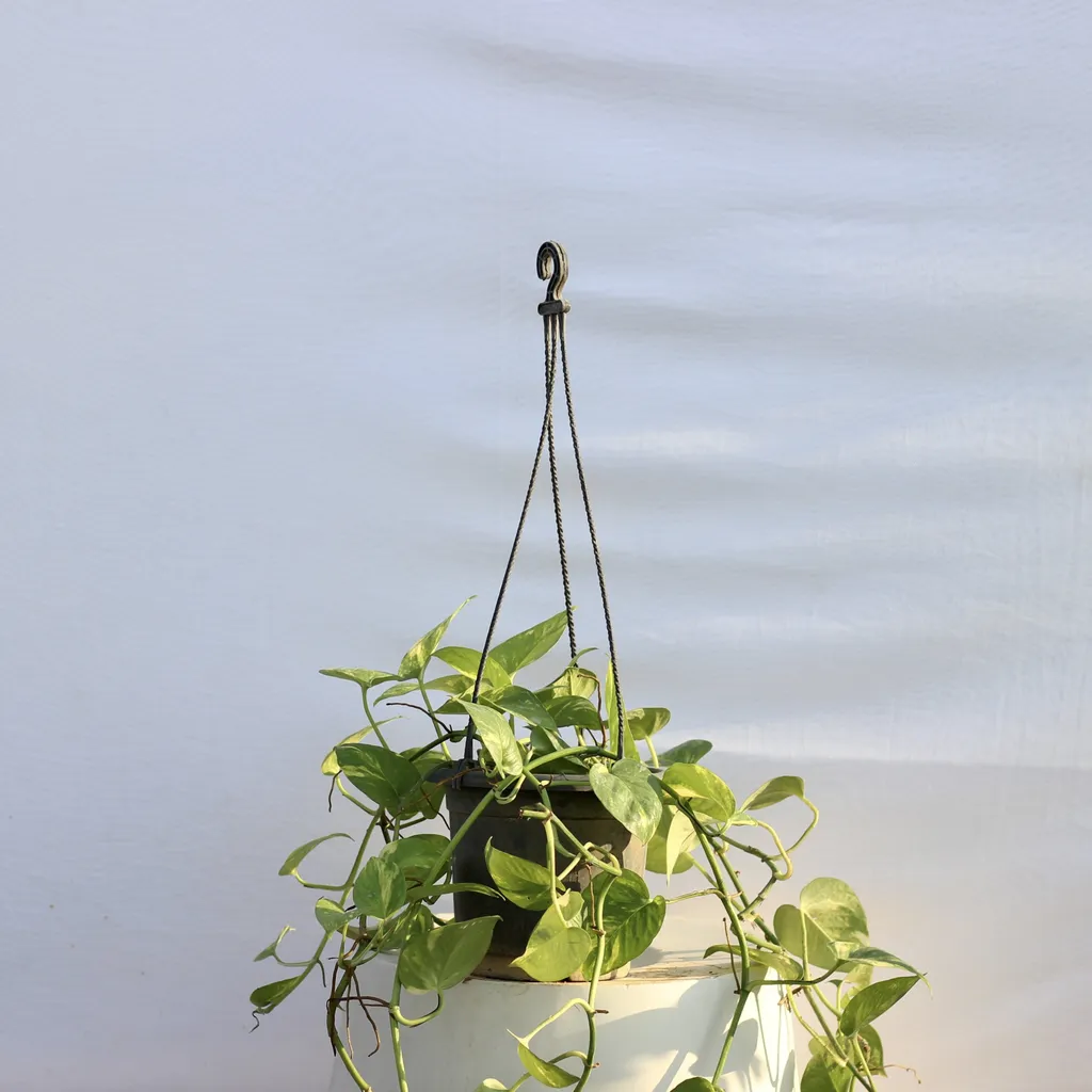Money Plant - Basket in 6 Inch Planter