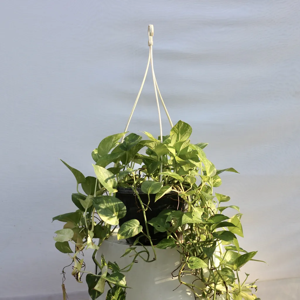 Money Plant Basket - Green in 5X8 Inch Planter