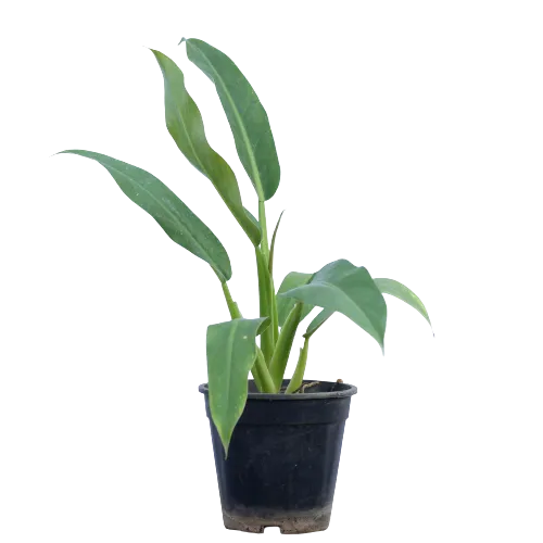 Philodendron Long Leaf in 6 Inch Planter