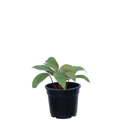 Philodendron in 4 Inch Planter