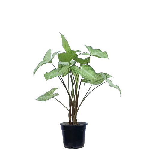 Syngonium Green-White in 4 Inch Planter