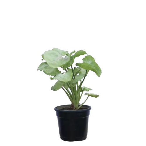Syngonium - White in 4 Inch Planter