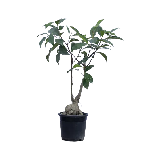 Ficus Latusa Bonsai in 4 Inch Planter