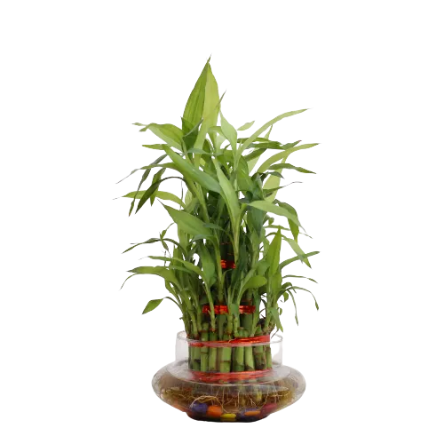 Lucky Bamboo - 3 Layer in 4X7 Inch Planter