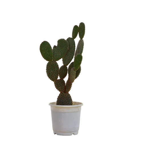 Bunny Ear Cactus - Red in 4 Inch Planter