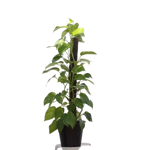 Money Plant (3 feet) with Moss-Stick in 10 Inch Planter
