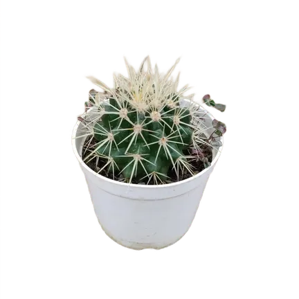 Barrel Cactus in 3 Inch Plastic Pot