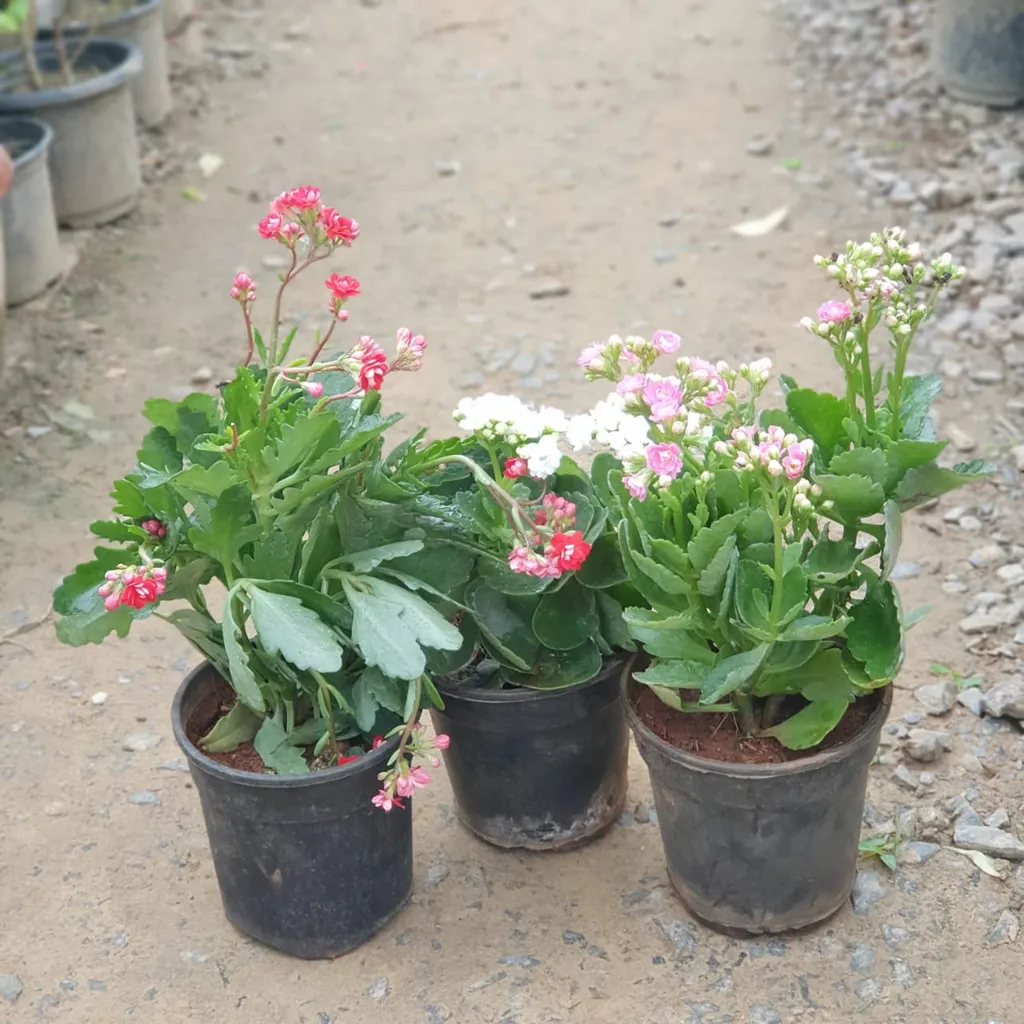 Kalanchoe Combo (Red, White, Pink) - 6 inch plastic pots