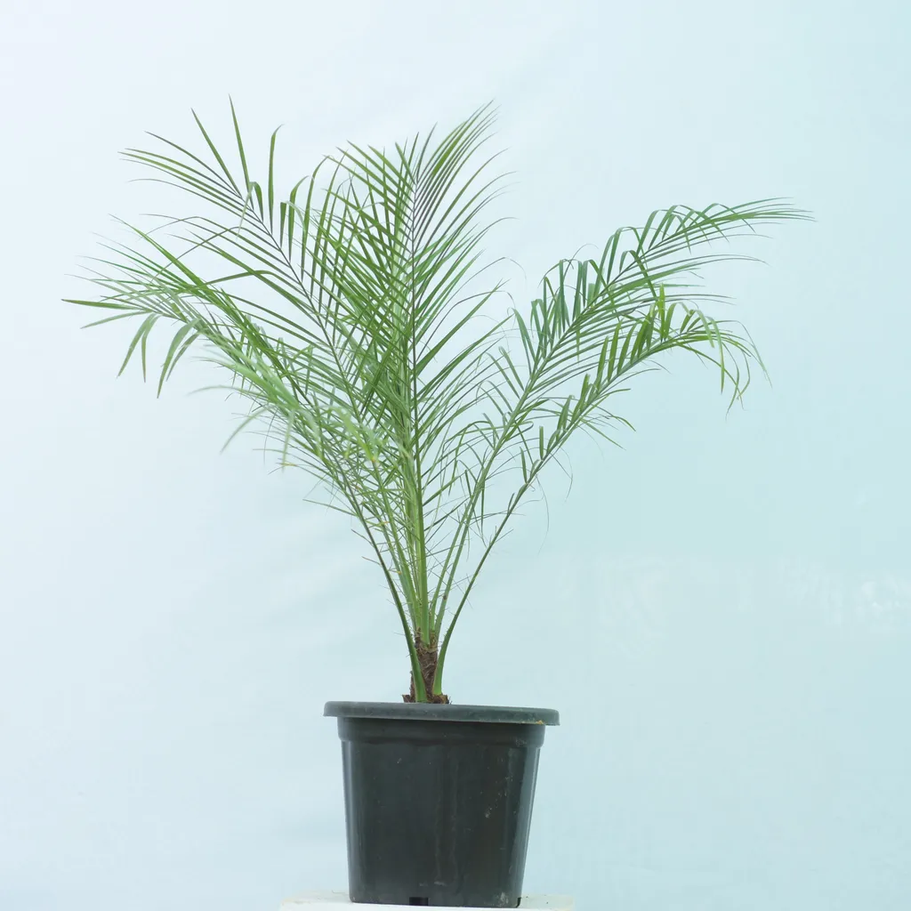 Phoenix Palm- 10 Inch Plastic Pot
