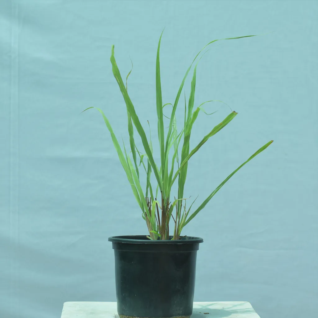 Lemongrass- 6 Inch Plastic Pot