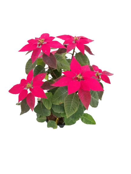 Red Poinsettia / Christmas Flower Plant in 6 inch pot