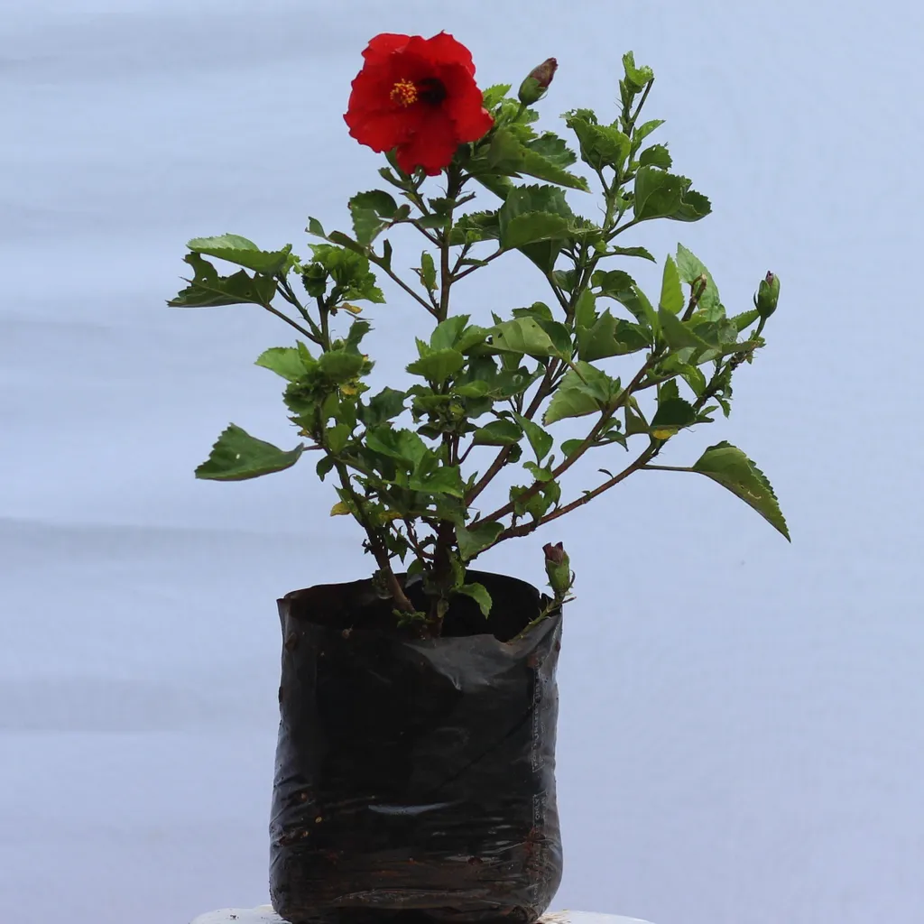 Hibiscus Gudhal (any colour) in 13 inch nursery bag