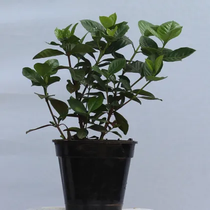 Buy Fragrant Gardenia Gandhraj in 6 inch plastic pot Online | Urvann.com
