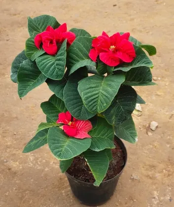 Buy poinsettia plants online easily in India now! Urvann