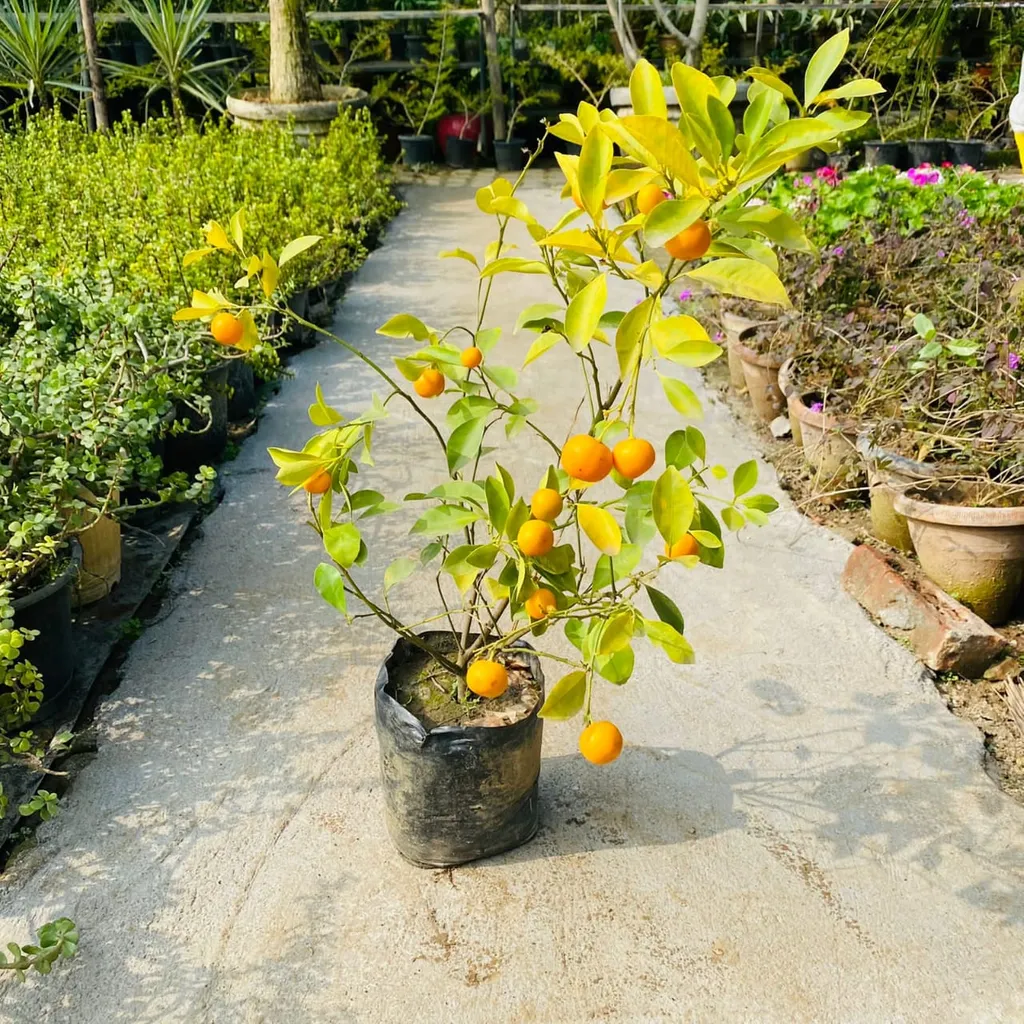 China Orange (~2.5 feet) in 9 Inch Nursery Bag