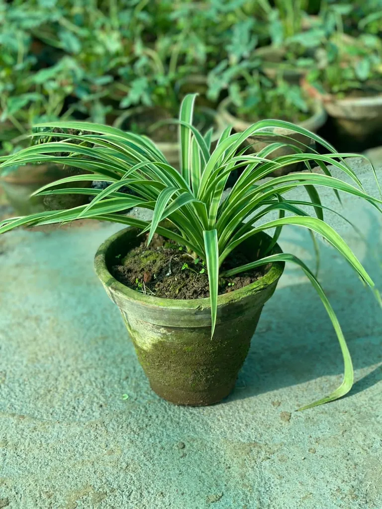 Spider Plant Bush in 8 Inch Terracotta Pot