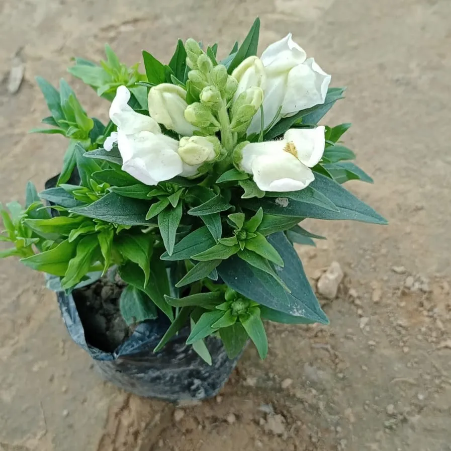 Petunia (Any Color) in 4 Inch Nursery Bag