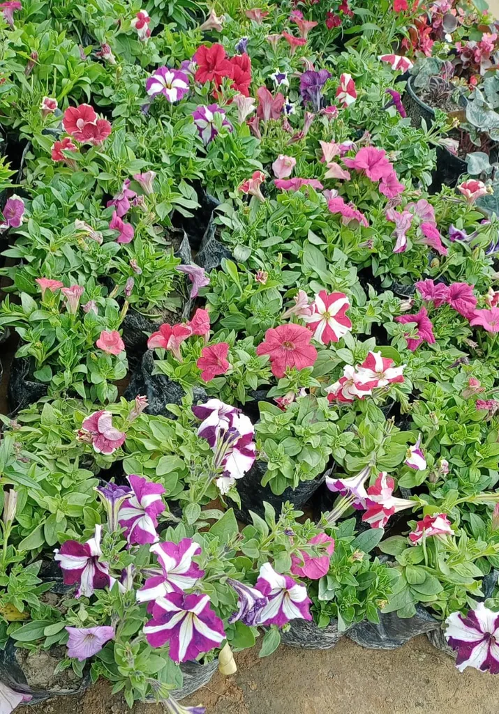 Set of 3 - Petunia (Any Color) in 4 Inch Nursery Bag