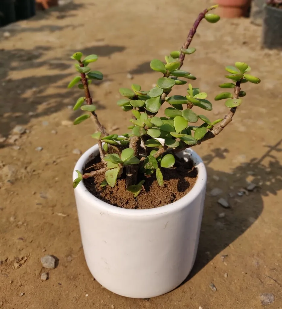 Jade Plant in 4 Inch White Ceramic Pot