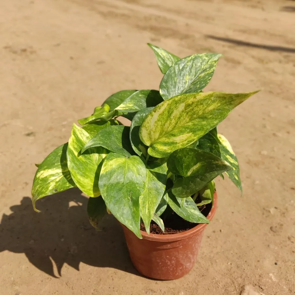 Money Plant Variegated in 5 Inch Plastic Pot
