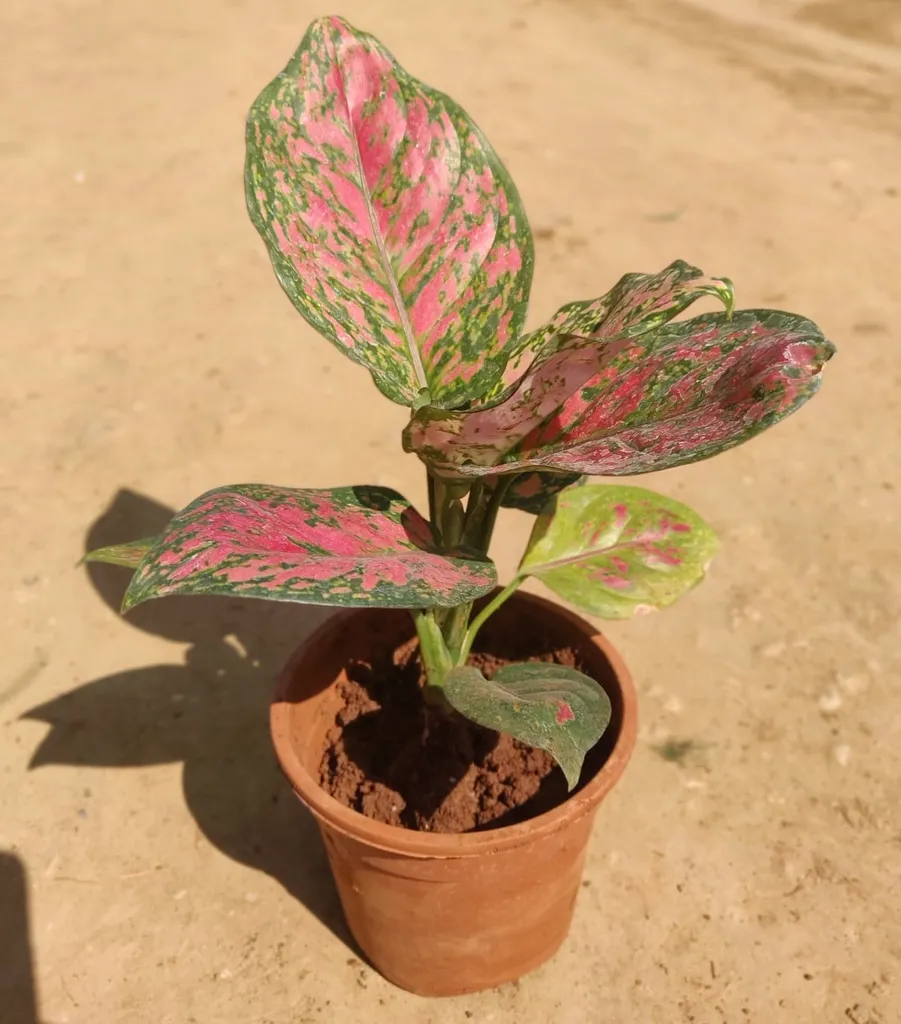 Aglaonema Pink in 5 Inch Plastic Pot